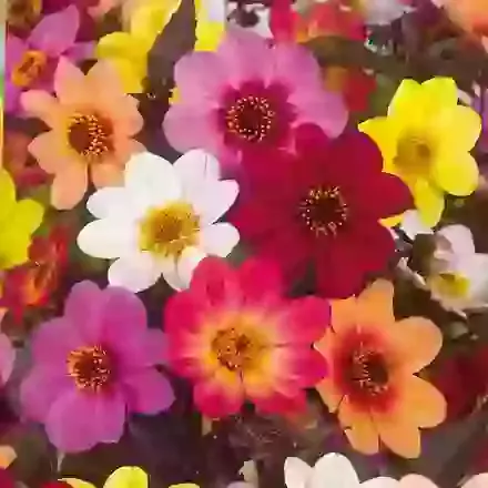 Single Flowered Mix